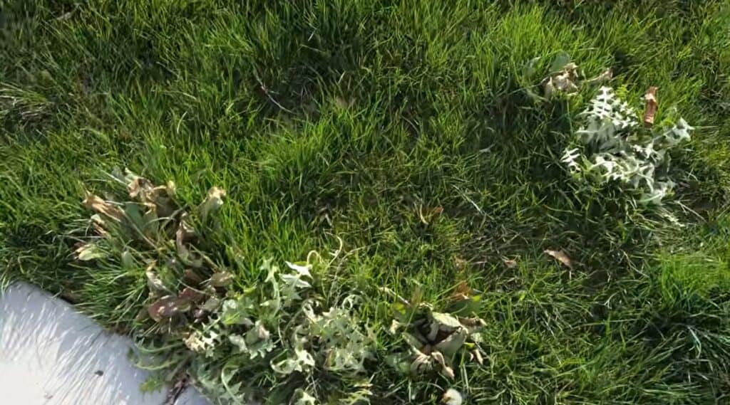 fast results from spraying lawns with weed killer