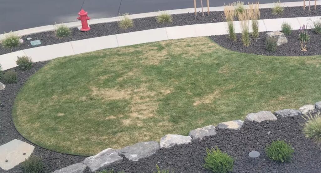 how to tell if you're underwatering your lawn