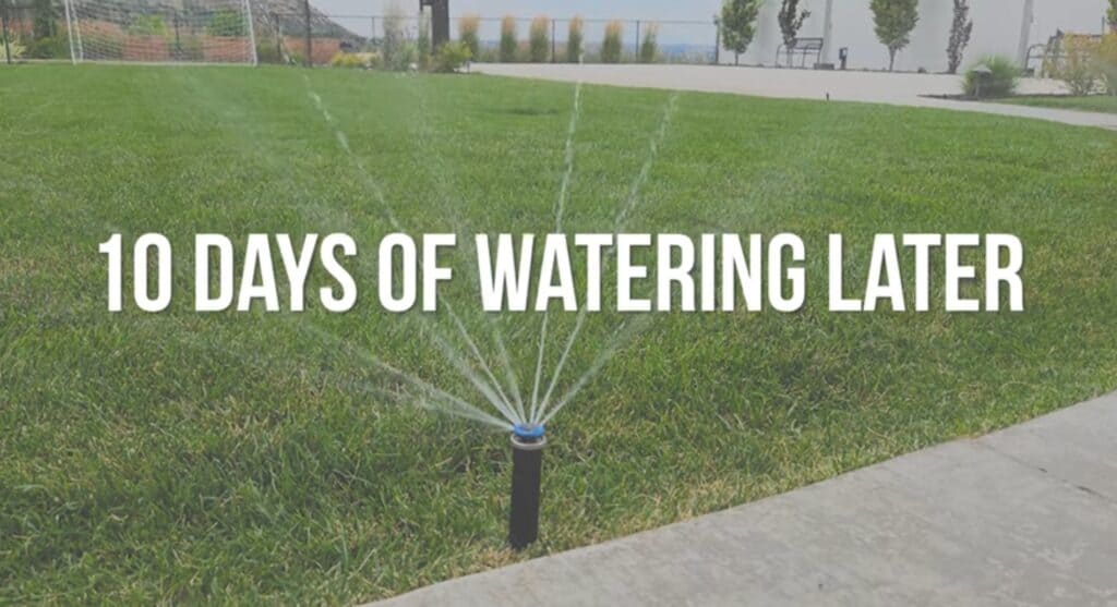 how long does it take to fix underwatered grass