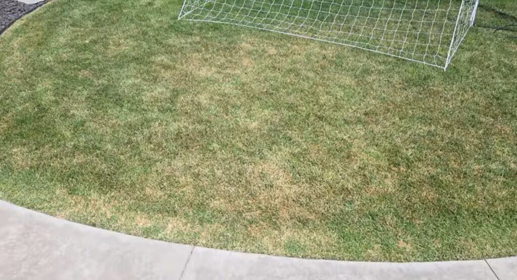 what underwatered grass looks like