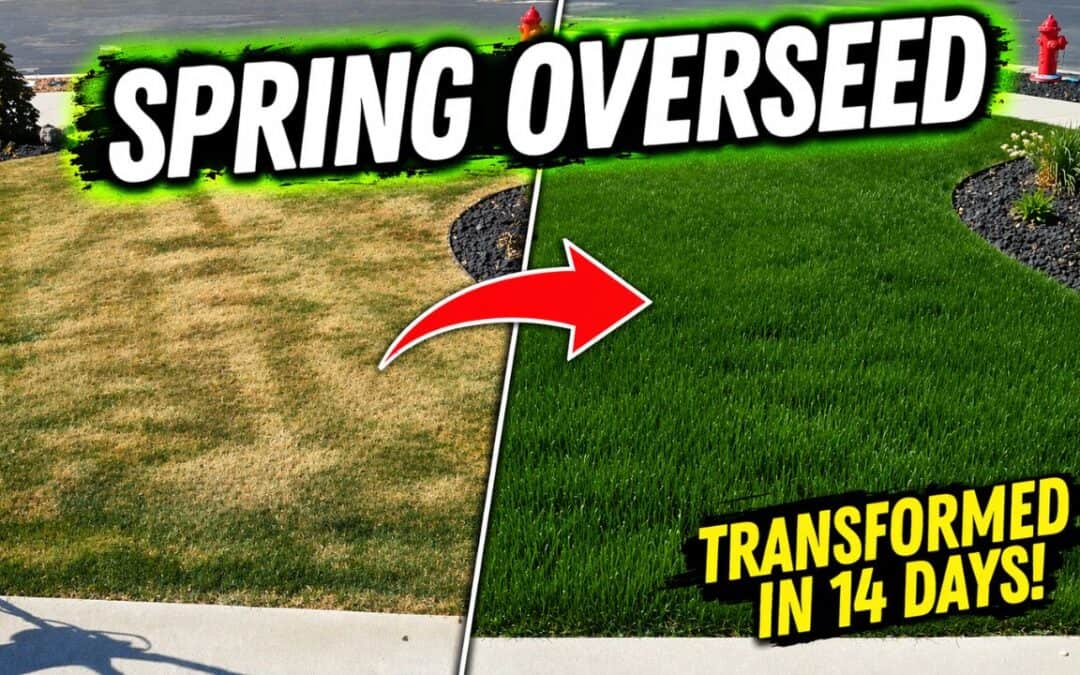 how to do a spring overseed on your yard