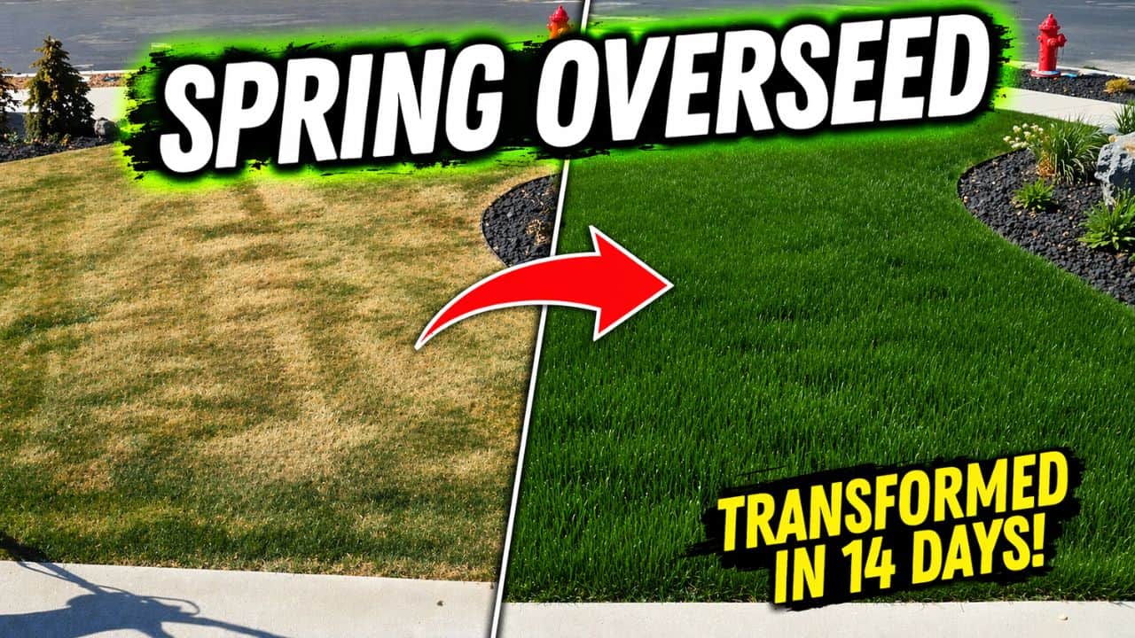 how to do a spring overseed on your yard