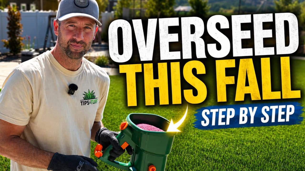 how to overseed your lawn