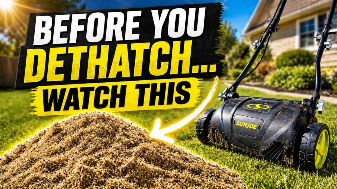 how to dethatch