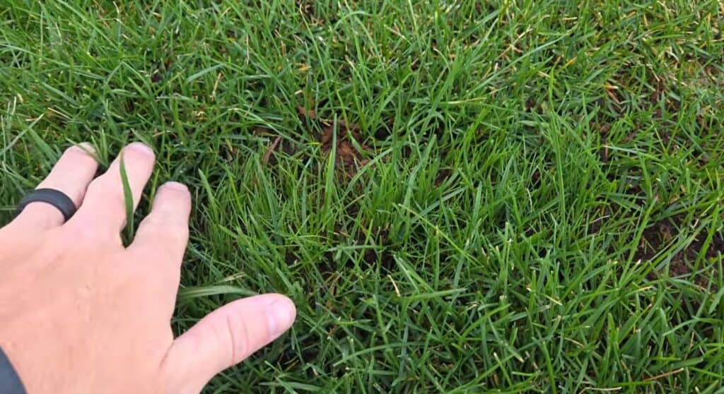 best lawncare youtube channel for overseeding is Tips for Turf