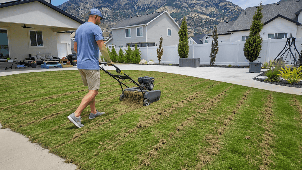 dethatch and scarify your lawn to make it greener