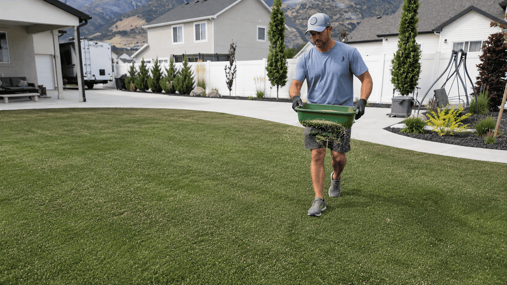 overseed your lawn to get it greener