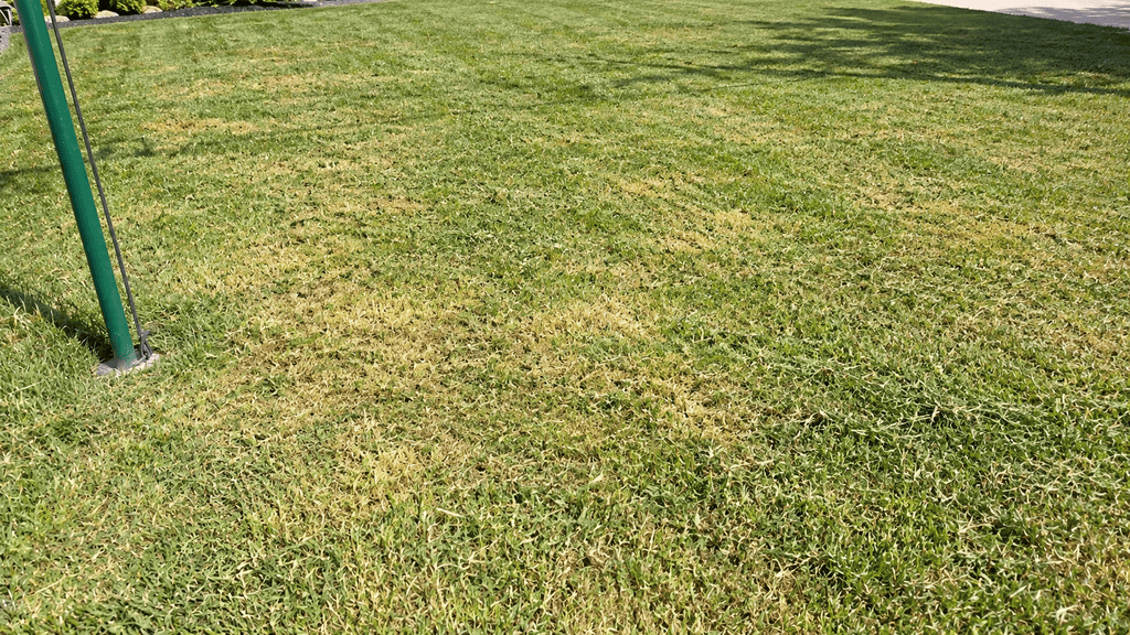 what does a scalped lawn look like