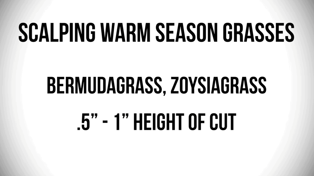 how low to scalp warm season grasses