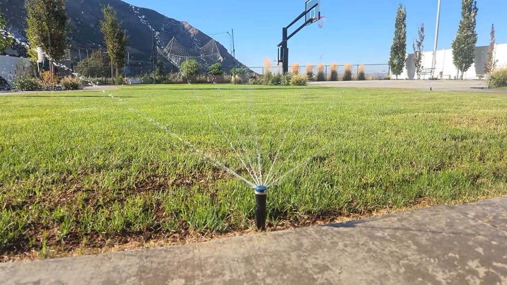 water the lawn after fall overseeding
