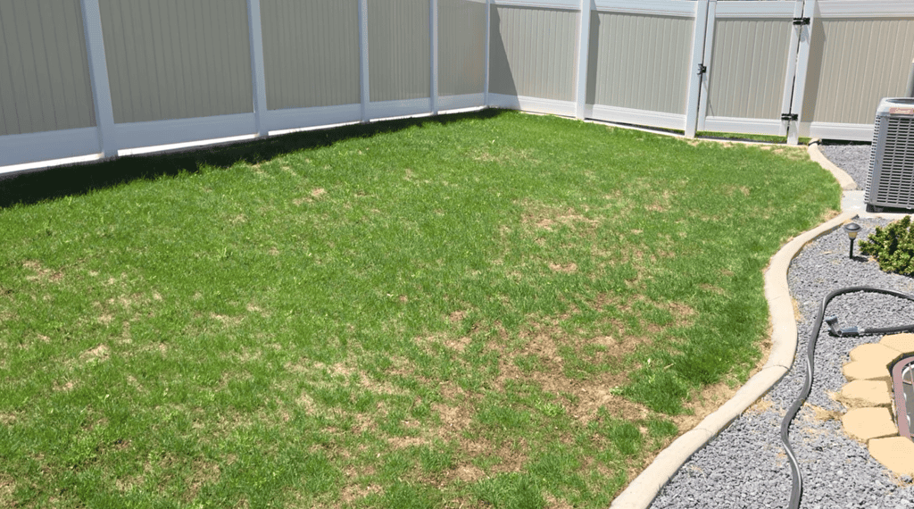 7 day results from reseeding a lawn
