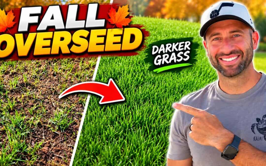 fall overseeding for greener grass