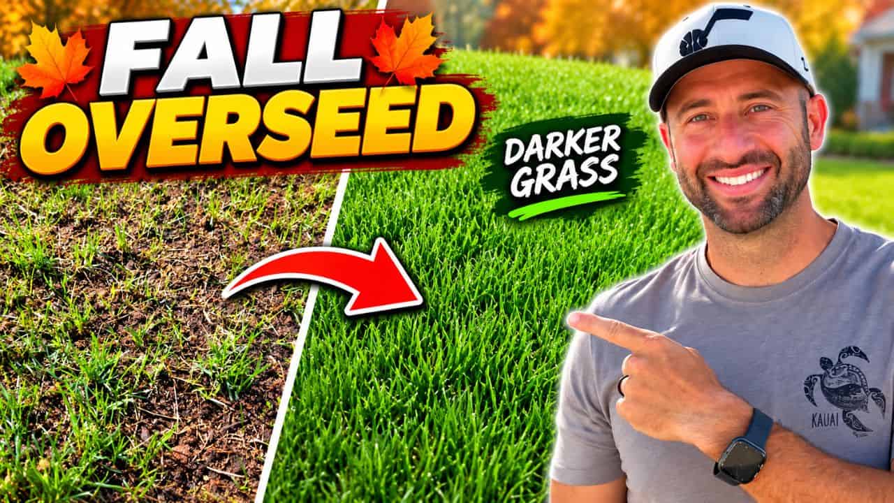 fall overseeding for greener grass