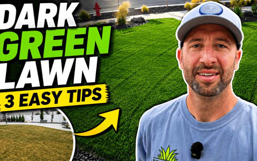 how to get a green lawn