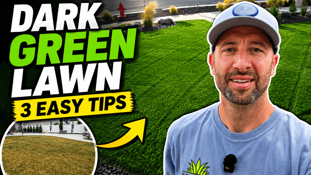 how to get a green lawn