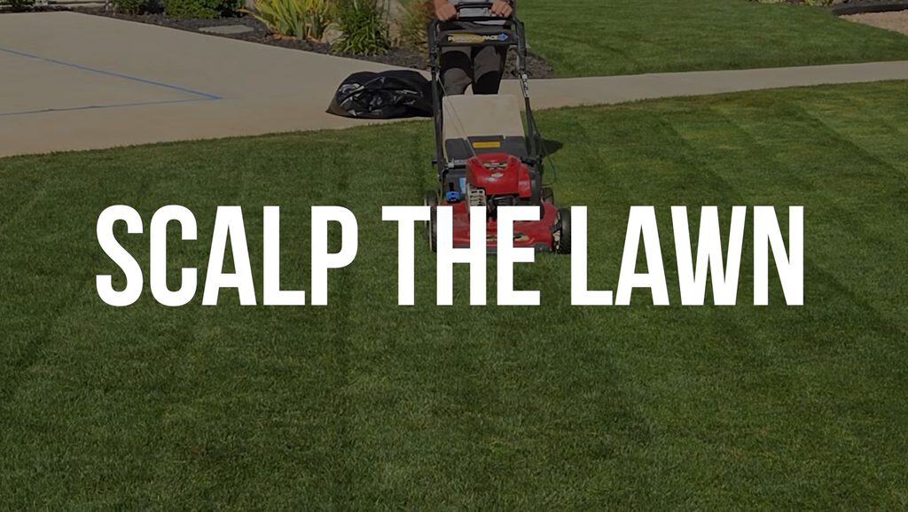 scalp the lawn when fall overseeding