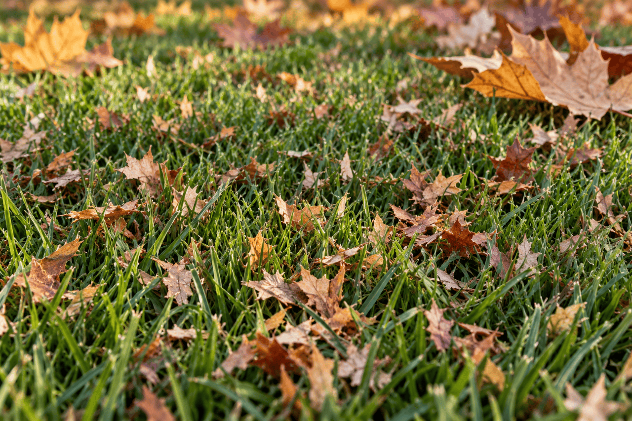 Illustrative photograph of small dry leaf fragments scattered between visible green grass blades